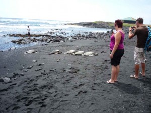 Wasserschildkröten am schwarzen Strand