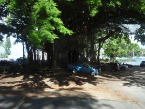 riesiger Banyanbaum in Hilo